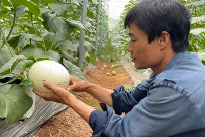 Sami Gia Lai làm nông nghiệp sạch