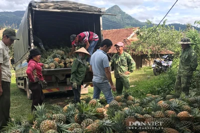 Đắk Lắk: Thứ cây lá mọc đầy gai, ra trái chín vàng thơm khắp đồi thế mà bán trầy bán trật, đến khổ!