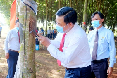 Giá cao su hôm nay 25/5: Trung Quốc "săn" lượng mủ cao su khổng lồ, doanh nghiệp điều chỉnh giá tăng liên tục