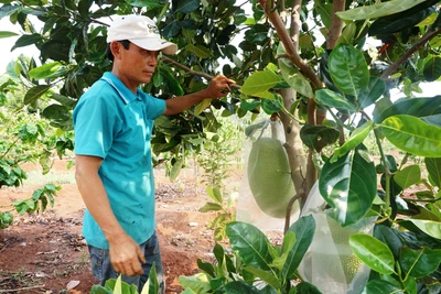 Kon Tum: Vườn "trồng lung tung" mà vẫn kiếm bộn tiền, ông nông dân bất ngờ tiết lộ điều này