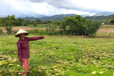 Kông Chro: Giá bí đỏ giảm mạnh, nông dân lo lắng