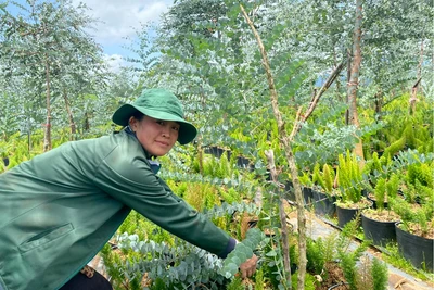 Làm giàu từ trồng lá cảnh