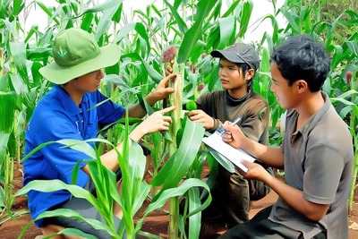 Gia Lai: Đề xuất đưa vào Nghị quyết HĐND tỉnh những quy định trong thực hiện các chương trình mục tiêu quốc gia