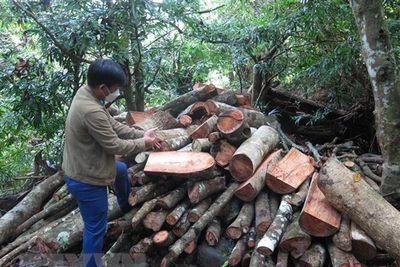 Phú Yên: Khởi tố lãnh đạo, nhân viên Ban Quản lý rừng phòng hộ Sơn Hòa