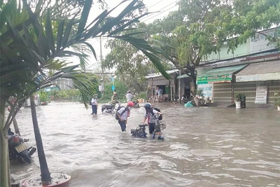 Thành phố… mùa triều dâng