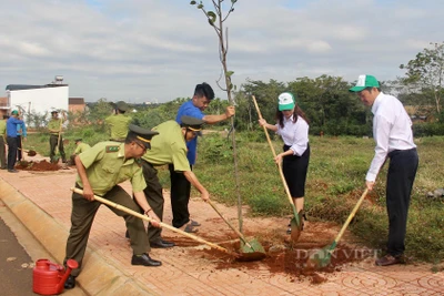 Đắk Lắk: Trồng mới gần 100 cây sao đen tạo mảng xanh trong khu tái định cư