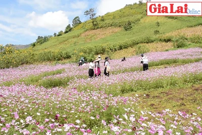 Tuần lễ hoa dã quỳ-núi lửa Chư Đang Ya: Sẵn sàng đón chào du khách