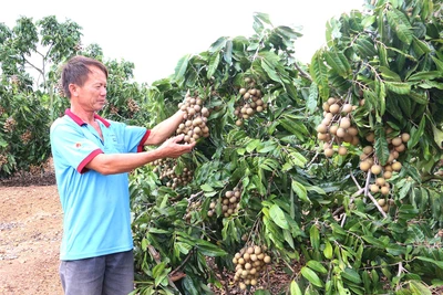 Gia Lai tập trung triển khai các chương trình, nhiệm vụ trọng tâm 2 tháng cuối năm 2022