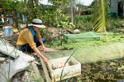 Phụ nữ phường Hòa Bình liên kết nuôi ốc bươu đen