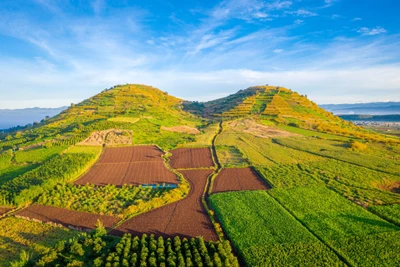 'Ruộng bậc thang' hoa dã quỳ nhuộm vàng núi lửa R'Chai