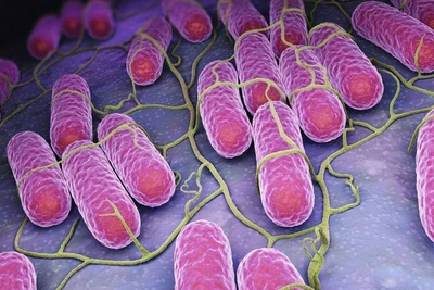 Vi khuẩn salmonella nguy hiểm thế nào?