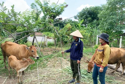 Hội Nông dân xã Ia Hiao: Điểm sáng phong trào nông dân sản xuất kinh doanh giỏi