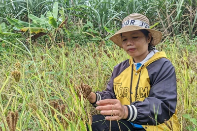 Đak Pơ bảo tồn, phát triển cây cào