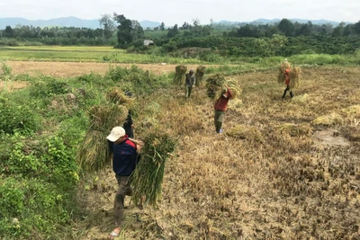 Đak Đoa nhân rộng cánh đồng lúa một giống chất lượng cao