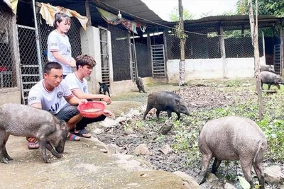 Chàng trai 9x làm giàu từ nuôi lợn rừng, lãi hàng trăm triệu đồng mỗi năm