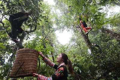 Vàng xanh trên đỉnh Phàn Liên San  