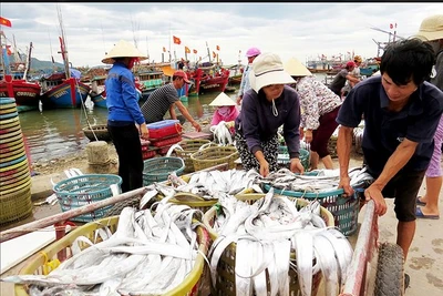 Nhộn nhịp làng biển Quảng Bình