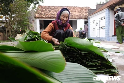 Làng lá dong lâu đời nhất Hà Nội tất bật vào vụ Tết