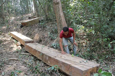 Khởi tố vụ phá rừng giữa đêm khuya