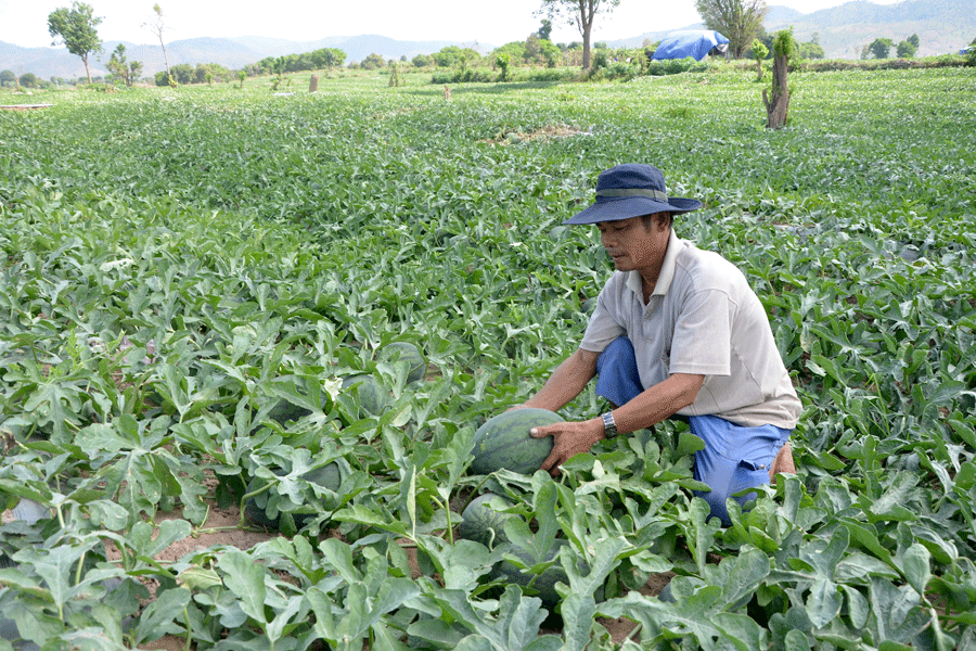 Vụ dưa hấu ngọt ngào