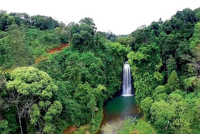 Tuổi thơ cùng những cánh rừng