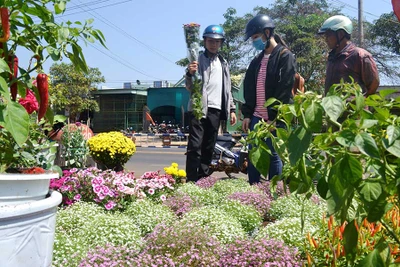Chợ hoa Tết phố huyện: Đông người bán, ít người mua