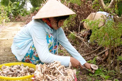 Mùa nấm mối