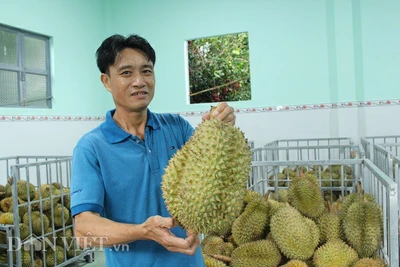 "Đóng băng" múi sầu riêng bán ra Thủ đô,lão nông lời 7 tỷ mỗi năm