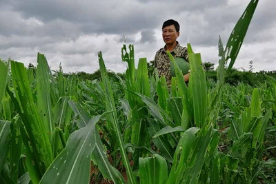 Gia Lai:Hàng ngàn ha cây trồng bị sâu keo,bệnh khảm lá virus gây hại