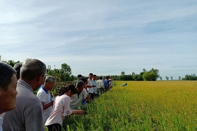 Làm giàu nhờ nghĩ khác, mê lạ