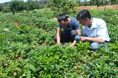 Sơ Pai xây dựng thương hiệu sâm đương quy