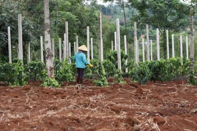 Chuyện muôn năm cũ của nông sản Việt: Đừng trách nông dân