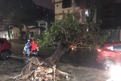 TP.Pleiku: Cây xanh lại bật gốc