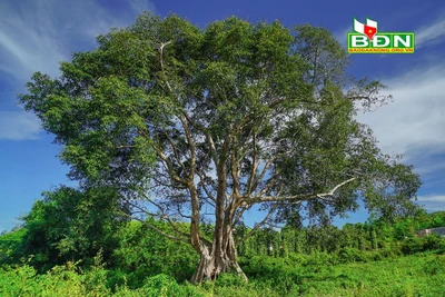 Chuyện lạ Đắk Nông: Làng hút khách du lịch nhờ "Cây thần linh"