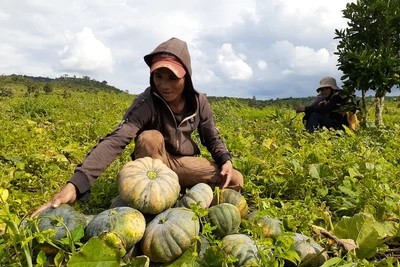 Gia Lai: Thời tiết thất thường, dân "khóc ròng" vì bí đỏ "mất mùa, mất giá"