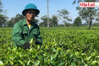 Rộn ràng thu hoạch chè