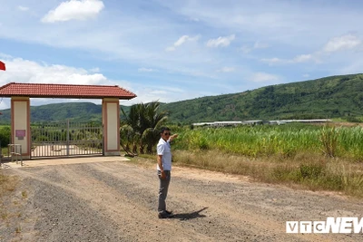 Lãnh đạo tỉnh Đắk Lắk 'né' trả lời dự án chăn nuôi bò sai phạm?