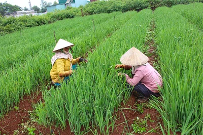 Định hình vùng chuyên canh rau và hoa tại Trà Đa