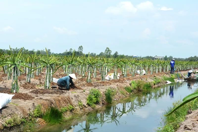 Làm giàu nhờ… phúc đức ông bà!