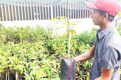 "Canh bạc" sầu riêng Musang King