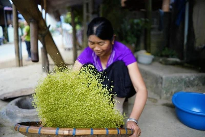 Say sưa cốm Tú Lệ