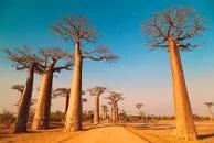 Vẻ đẹp siêu thực của đại lộ cây baobab ở Madagascar