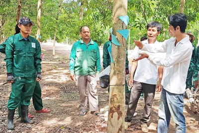 Dự án của Công ty Cao su Chư Pah tại Campuchia: Hiệu quả thiết thực