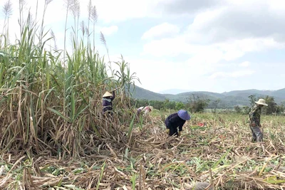 Khu vực phía Đông tỉnh Gia Lai "khát" nhân công thu hoạch mía