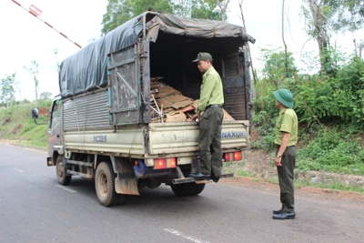 Gia Lai: Quyết liệt triển khai các giải pháp bảo vệ rừng