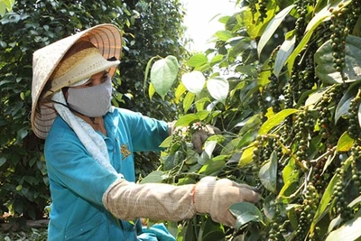 "Vàng đen" cho sản lượng thấp nhất 5 năm, bất ngờ xuất khẩu hồ tiêu tăng cả lượng lẫn giá