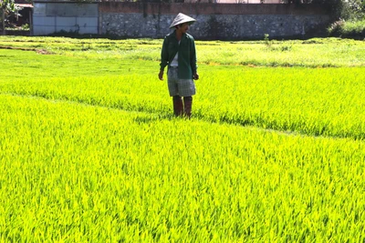 Gia Lai ngày mùng 2 Tết: Người thảnh thơi du xuân, người tất bật xuống đồng