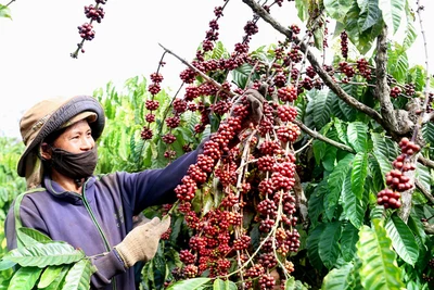 Vì sao giá cà phê bật tăng?