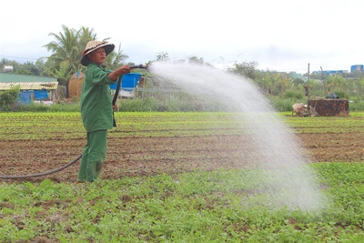 UBND tỉnh Gia Lai chỉ thị đôn đốc nhiệm vụ sau Tết Nguyên đán