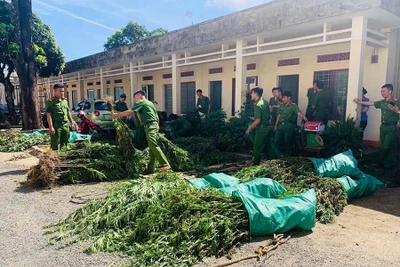 Chư Sê: Bắt đối tượng trồng gần nửa tấn cần sa rồi trốn truy nã